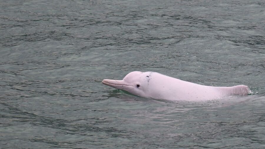 Hong Kong: Dolphin Cruise, Big Buddha & Lantau Island Tour - Looking for dolphins off Lantau