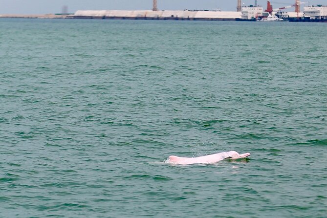 Hong Kong Dolphin Watch Tour - What this Hong Kong dolphin trip really includes