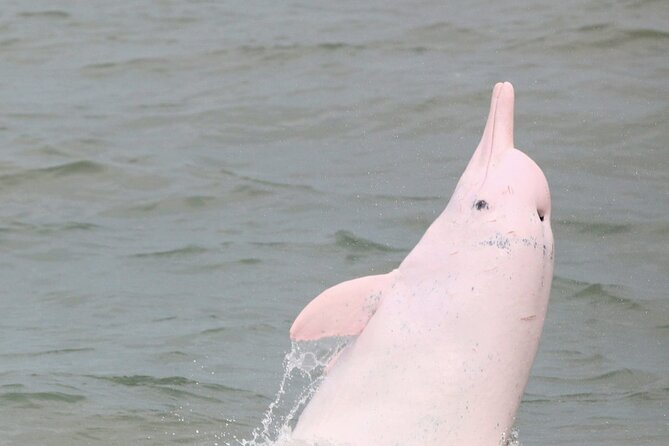 Hong Kong Dolphin Watch Tour - The coach ride to Tung Chung