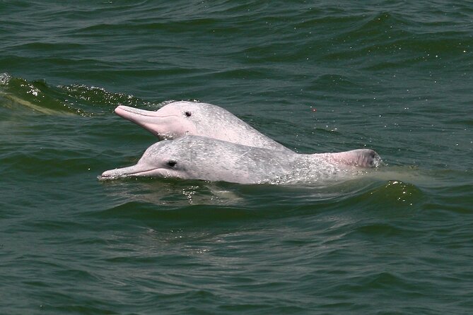 Hong Kong Dolphin Watch Tour - The two-hour boat search near Tai O