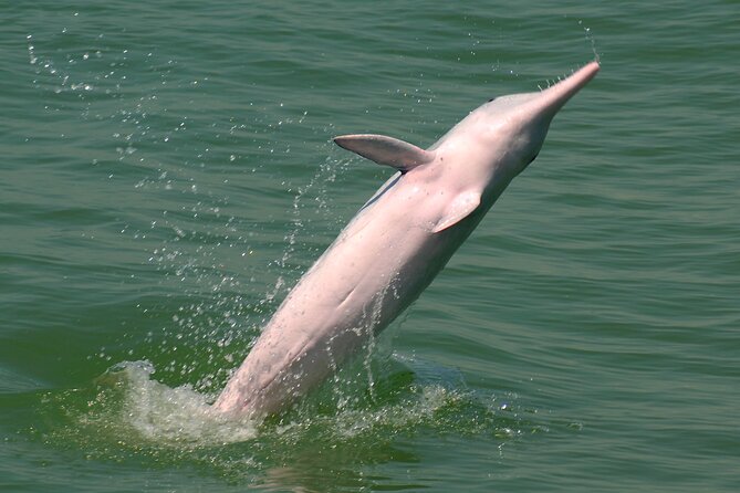 Hong Kong Dolphin Watch Tour - Who will enjoy this outing most