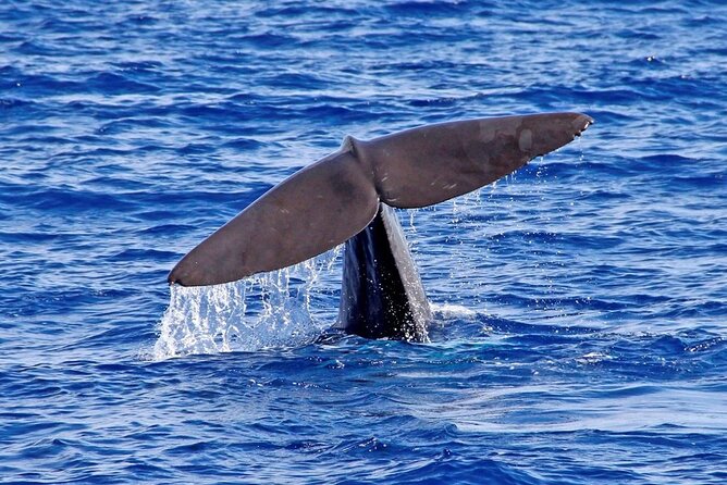 Hop-on Hop-off Bus Tour and Catamaran Whale & Dolphin Watching - The catamaran changes your view of Madeira