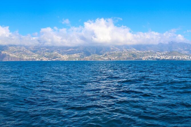 Hop-on Hop-off Bus Tour and Catamaran Whale & Dolphin Watching - Six central stops for culture and city views