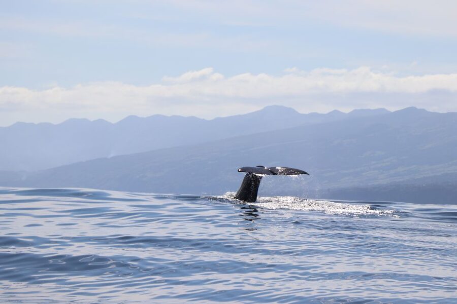Horta: University Startup Whale and Dolphin RIB Boat Trip - Why Horta is a strong place for whale watching