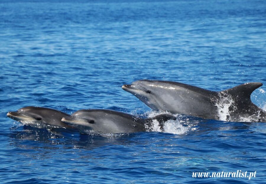 Horta: University Startup Whale and Dolphin RIB Boat Trip - The first 10 minutes: safety and sea briefing