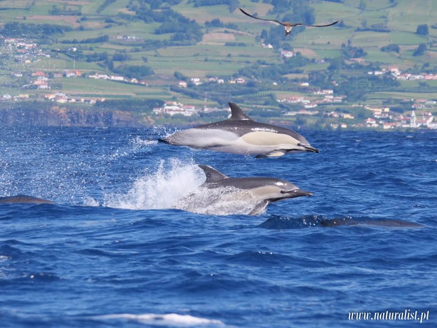 Horta: University Startup Whale and Dolphin RIB Boat Trip - From harbor to open water