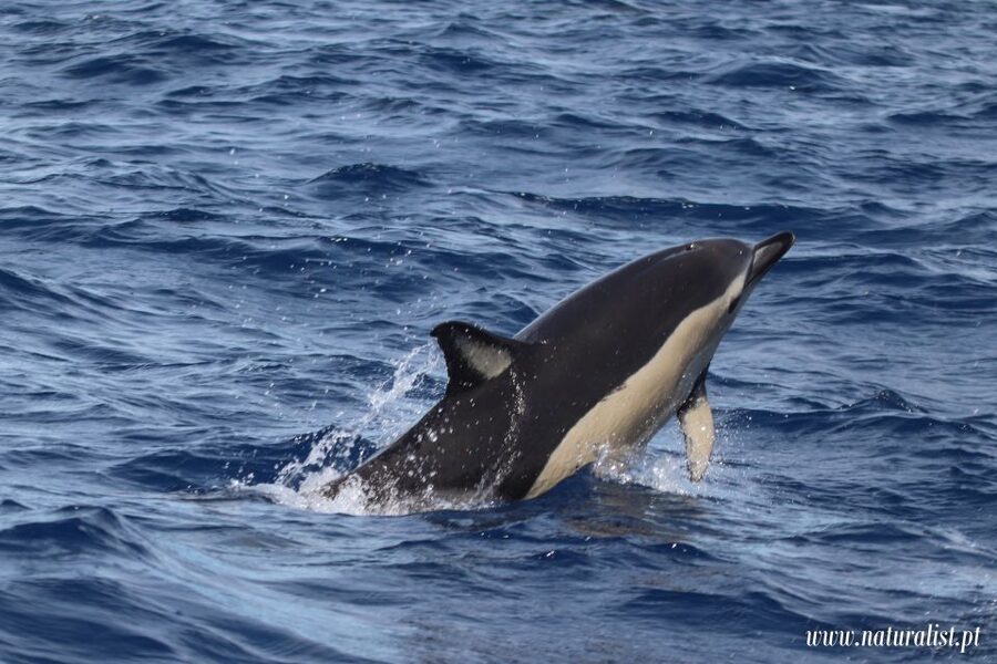 Horta: University Startup Whale and Dolphin RIB Boat Trip - What seeing the animals is really like