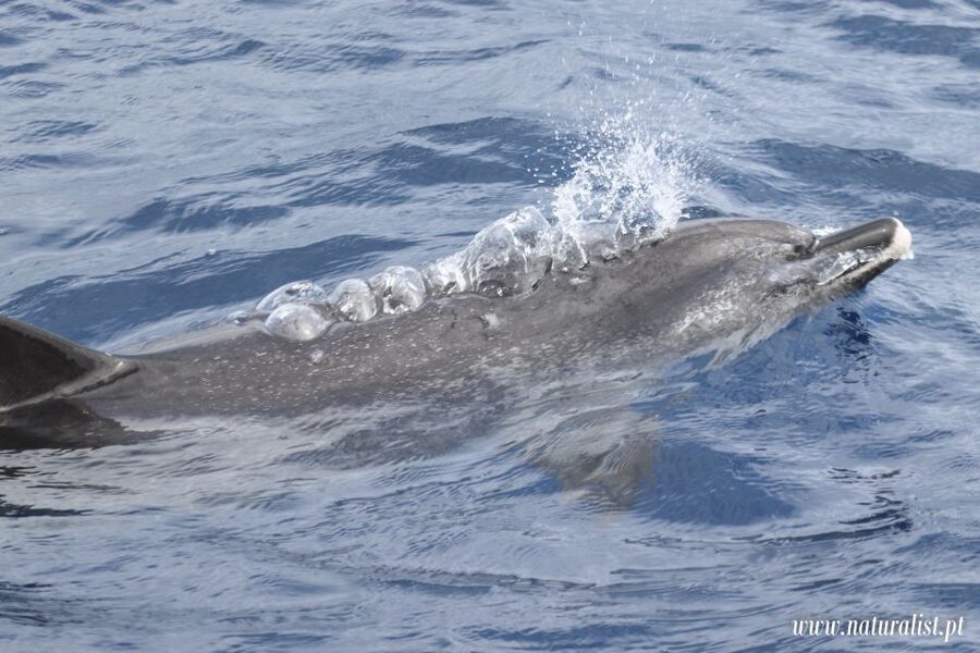Horta: University Startup Whale and Dolphin RIB Boat Trip - A marine biology lesson that earns its place