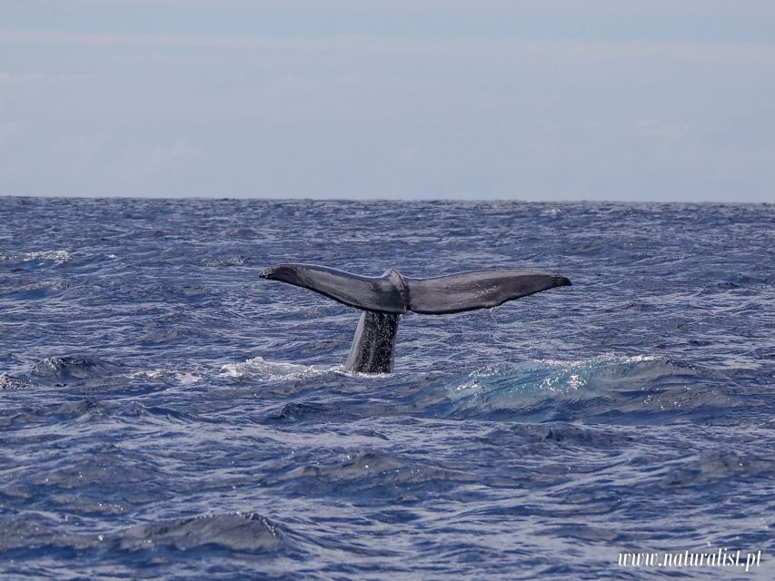 Horta: University Startup Whale and Dolphin RIB Boat Trip - RIB comfort, clothing, and rough-water reality