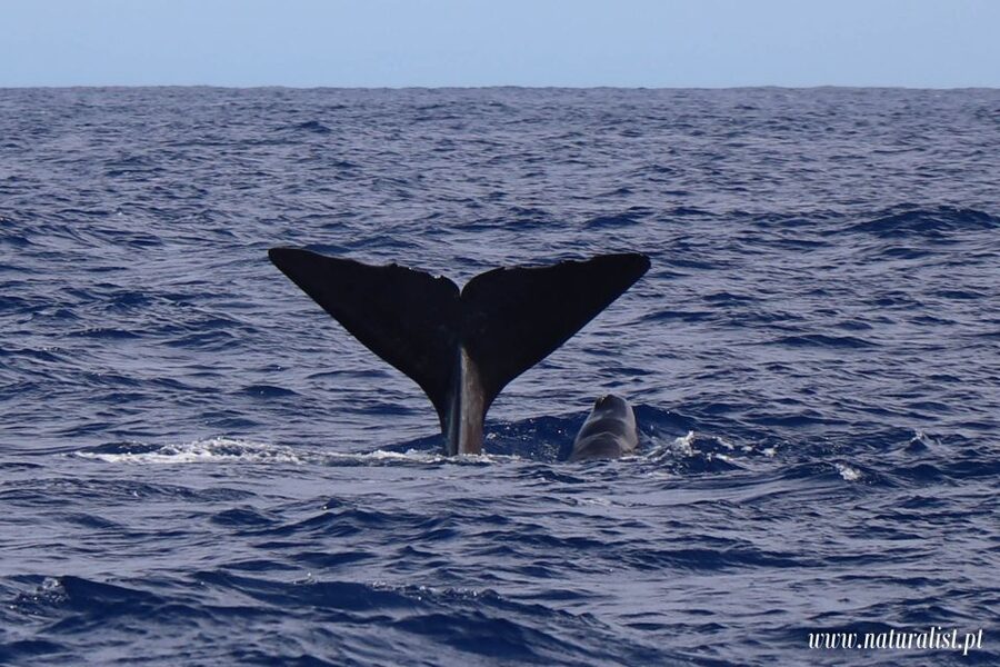 Horta: University Startup Whale and Dolphin RIB Boat Trip - Meeting the crew at Horta Marina