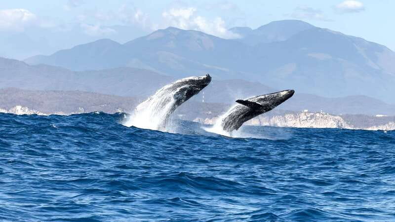 Huatulco: Awakening with Stars Dolphins Boat Cruise - Small details that make the morning easier
