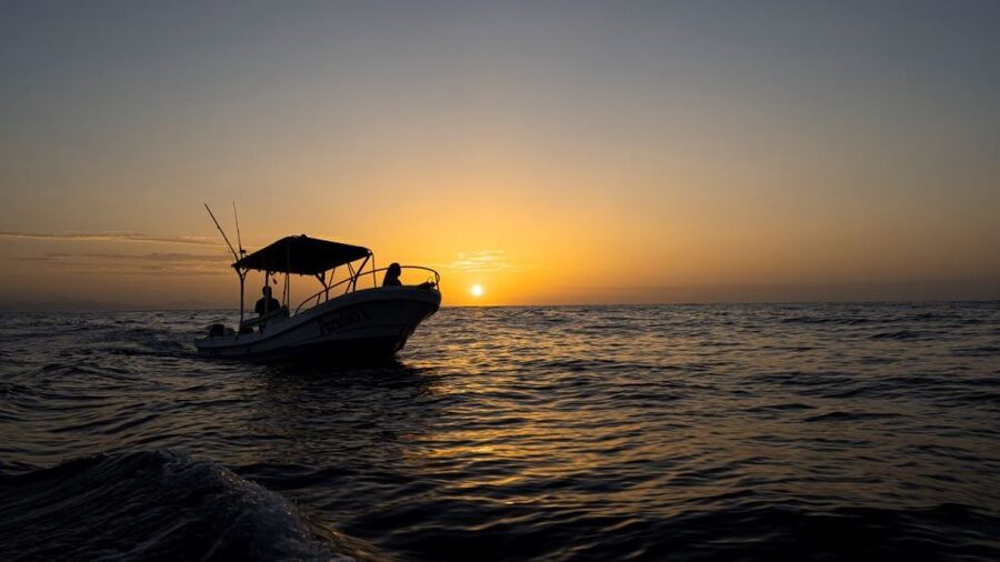 Huatulco: Awakening with Stars Dolphins Boat Cruise - Responsible viewing is part of the experience