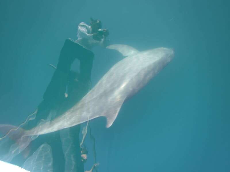 Huatulco: Awakening with Stars Dolphins Boat Cruise - How the timing affects value