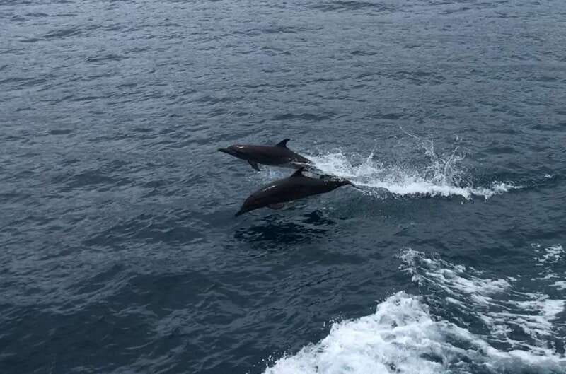 Huatulco: Awakening with Stars Dolphins Boat Cruise - Who will enjoy this cruise most