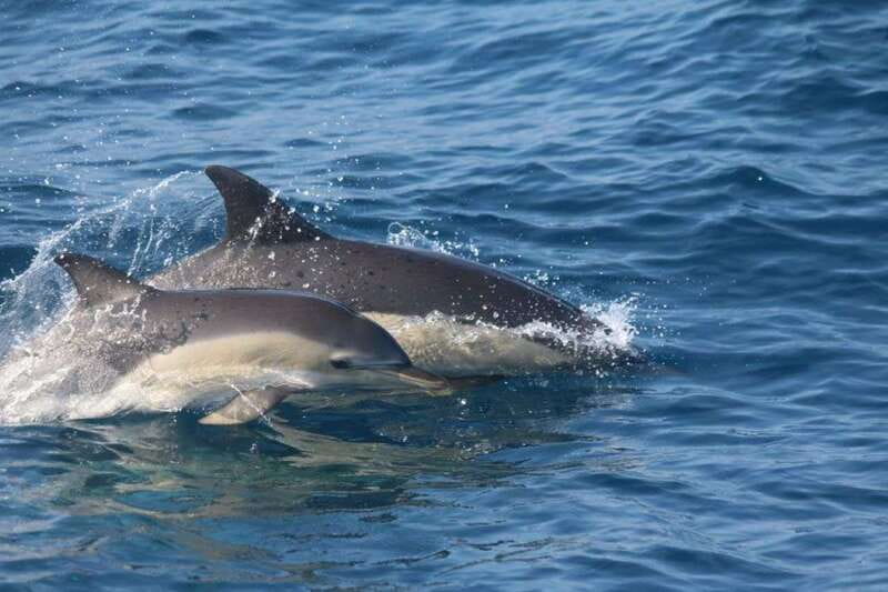 Huatulco: Awakening with Stars Dolphins Boat Cruise - Boarding at Santa Cruz and heading into the Pacific