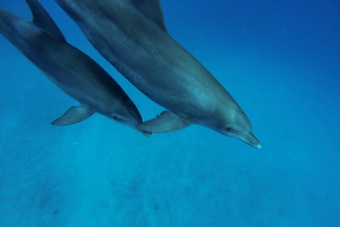 Hula Hula Island and Dolphin House with Snorkeling by Speedboat - Hula Hula Beach Island Adds a Slower Second Act