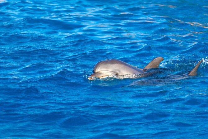 Hula Hula Island and Dolphin House with Snorkeling by Speedboat - Who Will Enjoy This Hurghada Trip Most