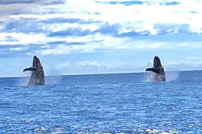 Humpback Whale and Dolphin Watch in Kona - Setting out from Kailua-Kona