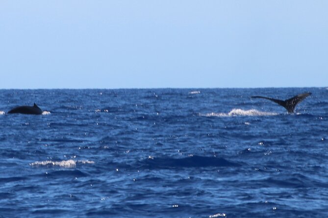 Humpback Whale and Dolphin Watch in Kona - Looking for humpbacks from December through April