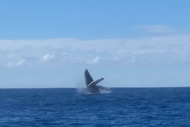 Humpback Whale and Dolphin Watch in Kona - Dolphins, flying fish, and other possible sightings