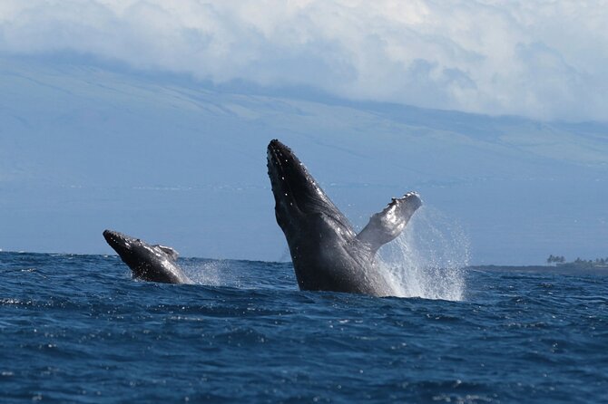 Humpback Whale and Dolphin Watch in Kona - The Kona coast is part of the attraction