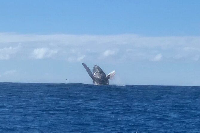 Humpback Whale and Dolphin Watch in Kona - Hearing whales through the hydrophone