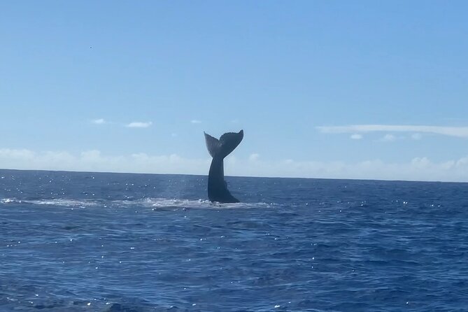 Humpback Whale and Dolphin Watch in Kona - Is $109 a fair price?