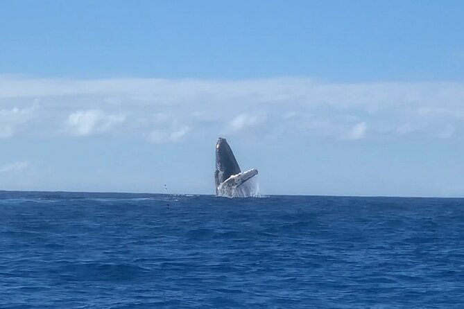 Humpback Whale and Dolphin Watch in Kona - Who will enjoy this cruise most