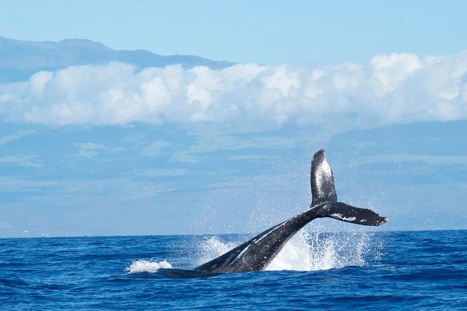 Humpback Whale and Dolphin Watch in Kona - A small boat with a front-row feel