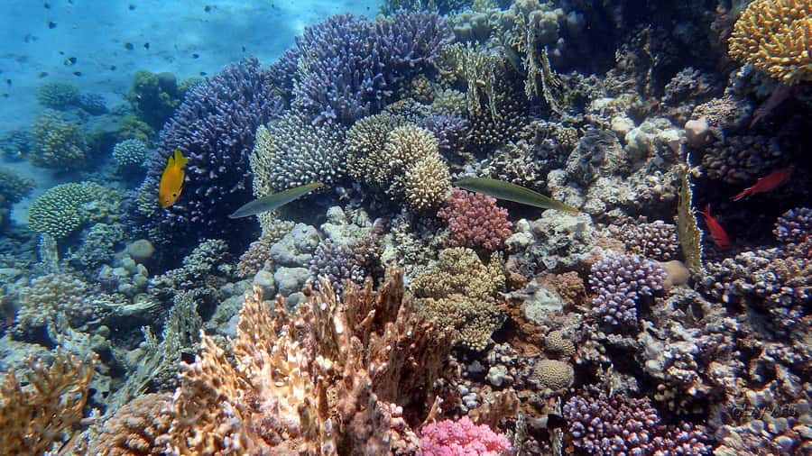 Hurghada: 1 day DIVING Refrechment, Check Dives and Dolphins - Quick take: what makes this Hurghada session useful