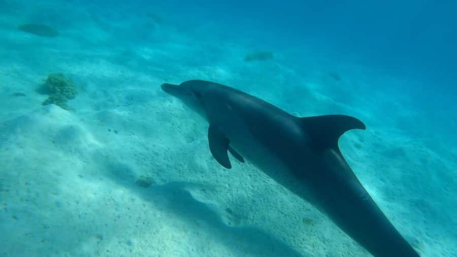 Hurghada: 3 Islands, Dolphins & Snorkel Yacht Trip w/ Lunch - What this Hurghada yacht trip is really like