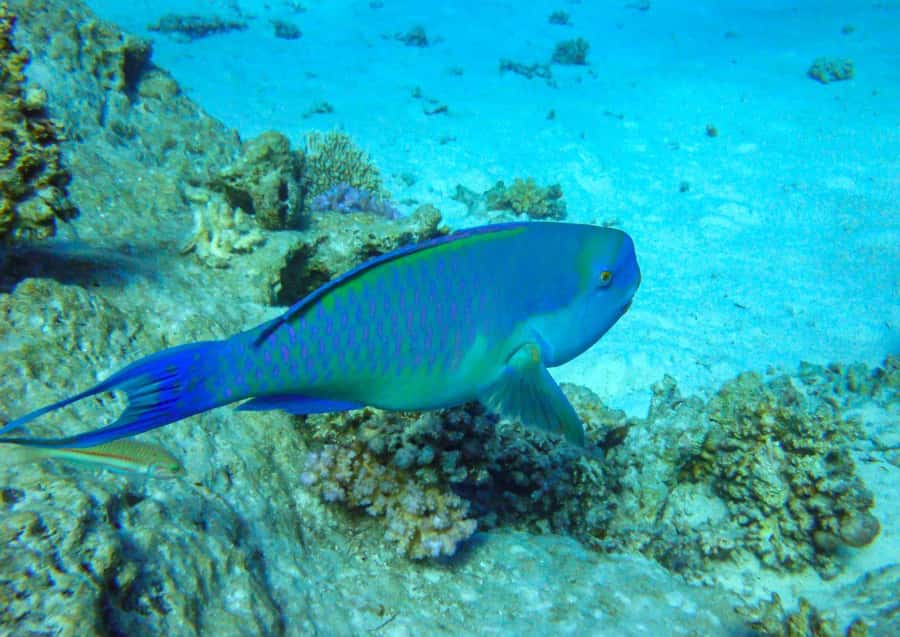 Hurghada: 3 Islands, Dolphins & Snorkel Yacht Trip w/ Lunch - Dolphin watching without false promises