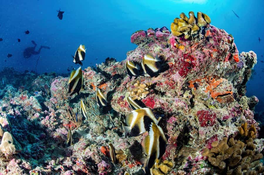 Hurghada: 3 Islands, Dolphins & Snorkel Yacht Trip w/ Lunch - Is $47 good value?