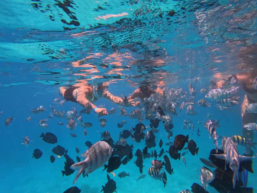 Hurghada: 4 Island Hopping Tour Dolphin, Snorkeling & Lunch - Searching for dolphins in open water