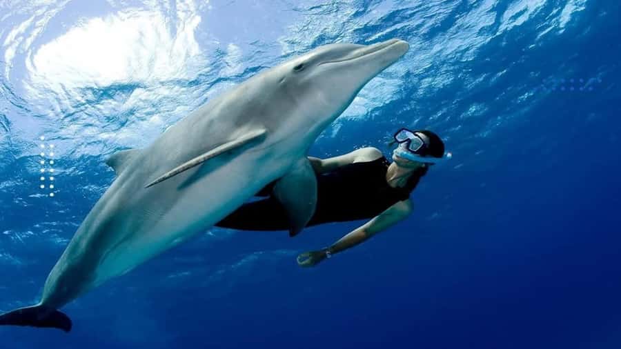 Hurghada: All-Inclusive Elite VIP Dolphin House & Massage - Key points to know before you book