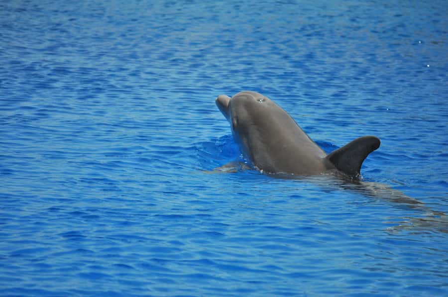Hurghada: All-Inclusive Elite VIP Dolphin House & Massage - Two reef stops with colorful fish and coral