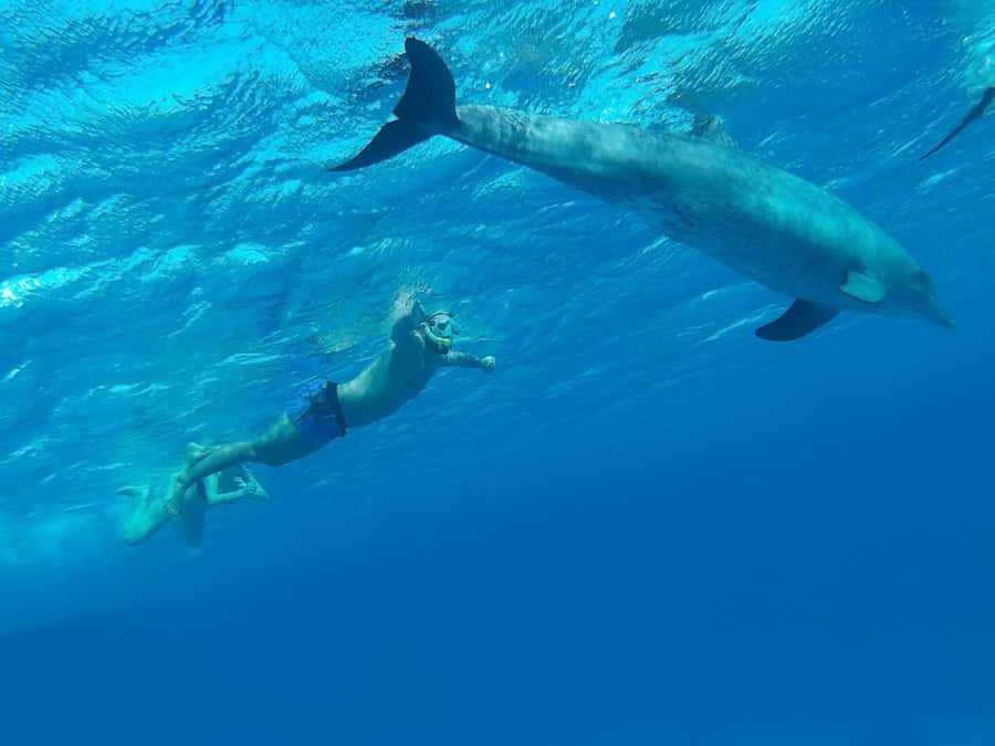 Hurghada: All-Inclusive Elite VIP Dolphin House & Massage - A short massage that earns its place