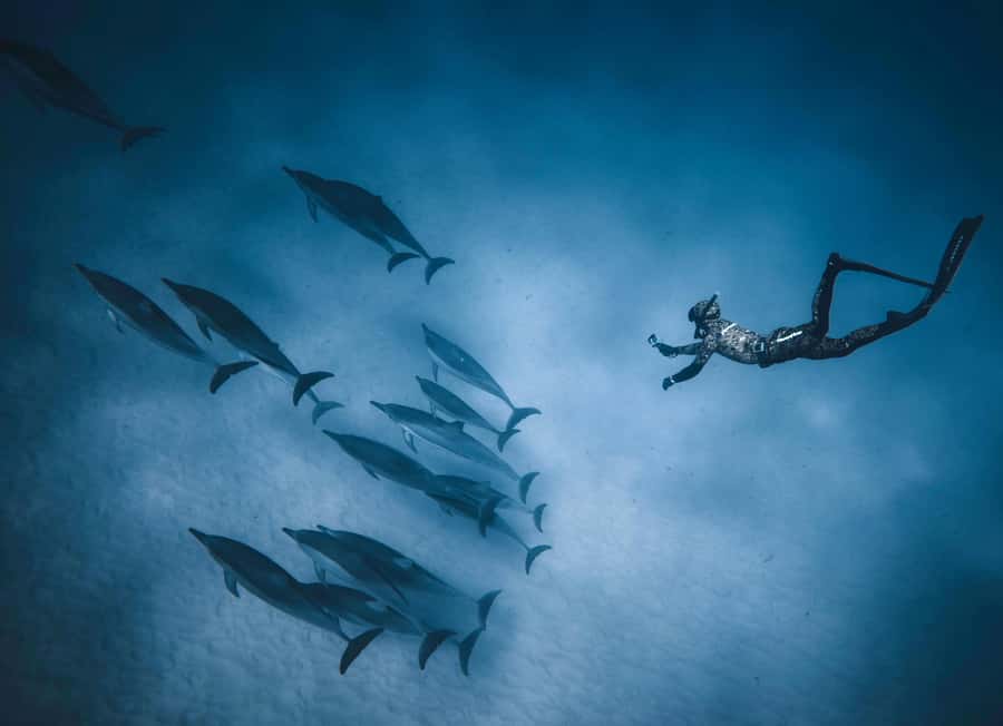 Hurghada: All-Inclusive Elite VIP Dolphin House & Massage - Is the $45 price good value?