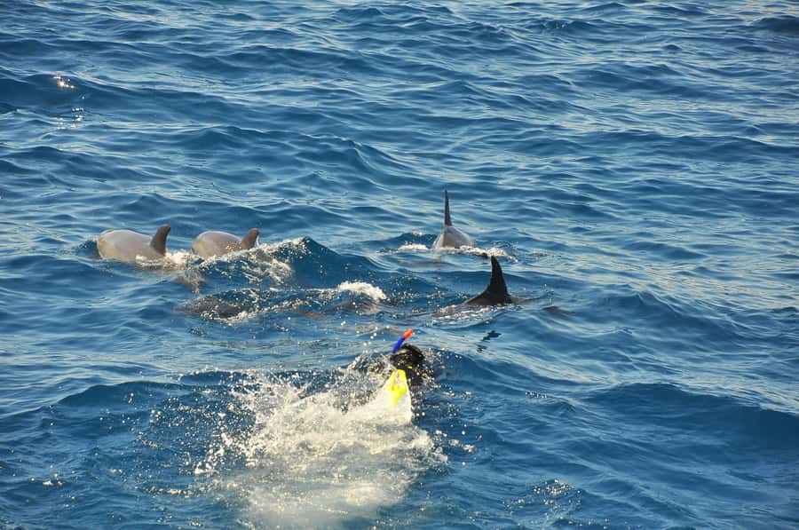 Hurghada: All-Inclusive Elite VIP Dolphin House & Massage - What to pack and how to prepare