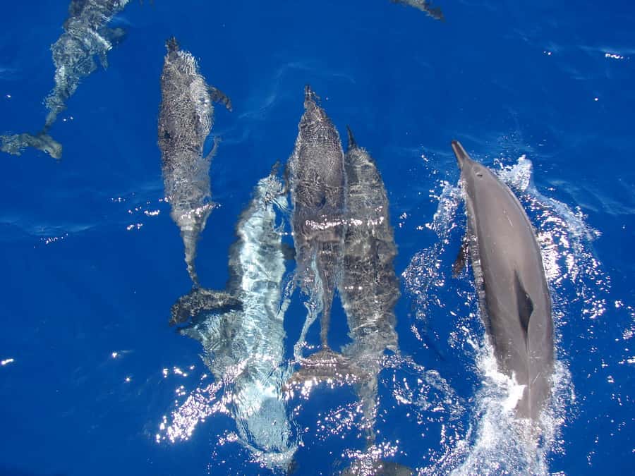 Hurghada: All-Inclusive Elite VIP Dolphin House & Massage - Dolphin House: a wild encounter, not a guaranteed swim