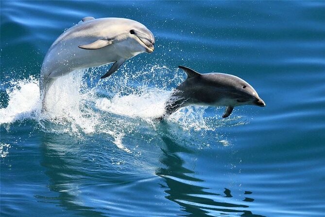 Hurghada Boat Trip to See Dolphins With Snorkeling and Lunch - Five things to know before booking