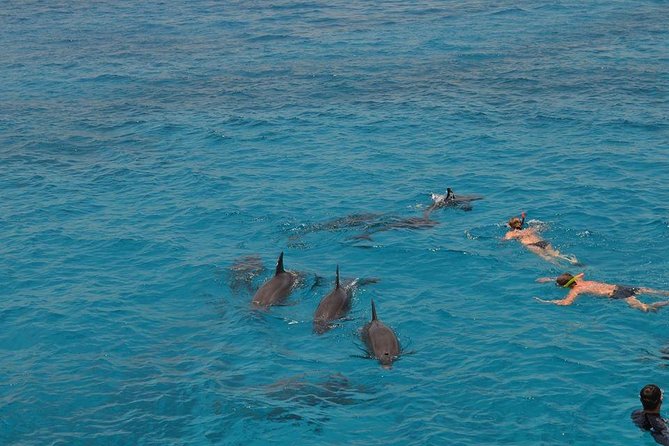 Hurghada Boat Trip to See Dolphins With Snorkeling and Lunch - What the service is really like