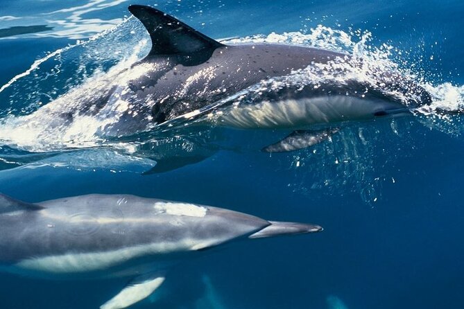 Hurghada Boat Trip to See Dolphins With Snorkeling and Lunch - Is $14 good value?