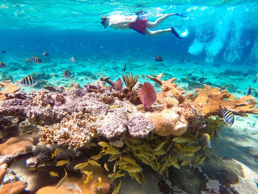 Hurghada: Day Snorkeling with Dolphins - Key points before you book