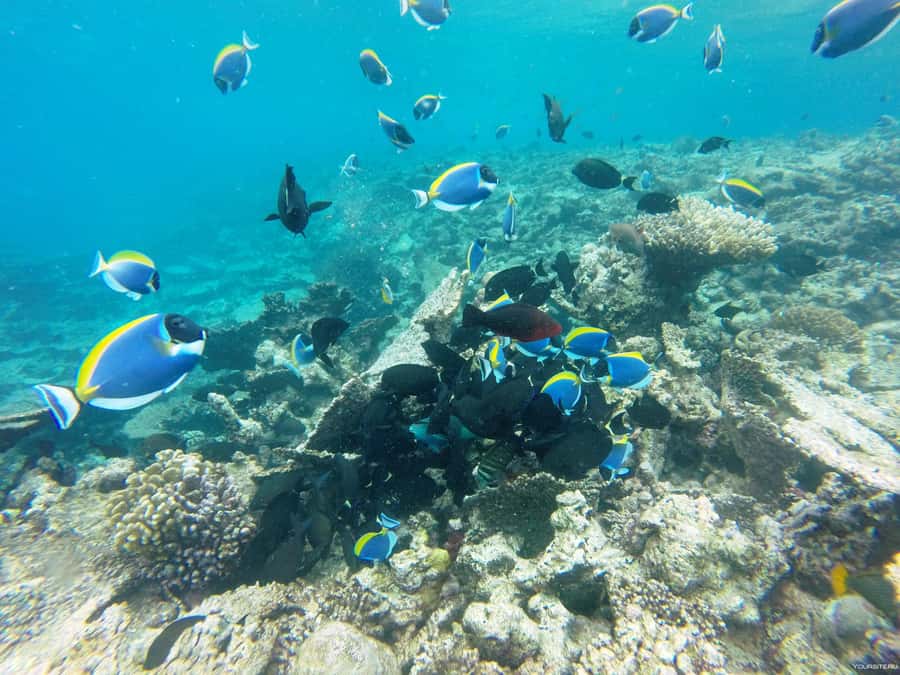 Hurghada: Day Snorkeling with Dolphins - What the $42 price really covers