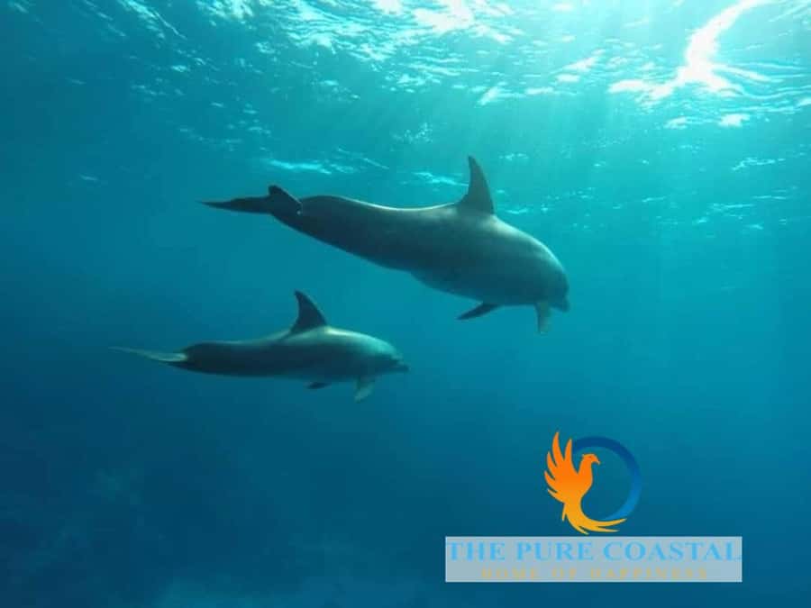 Hurghada: Day Snorkeling with Dolphins - The dolphin encounter, the day’s big draw