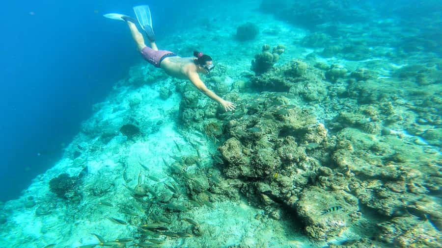 Hurghada: Day Snorkeling with Dolphins - Guides, safety, and comfort in the water