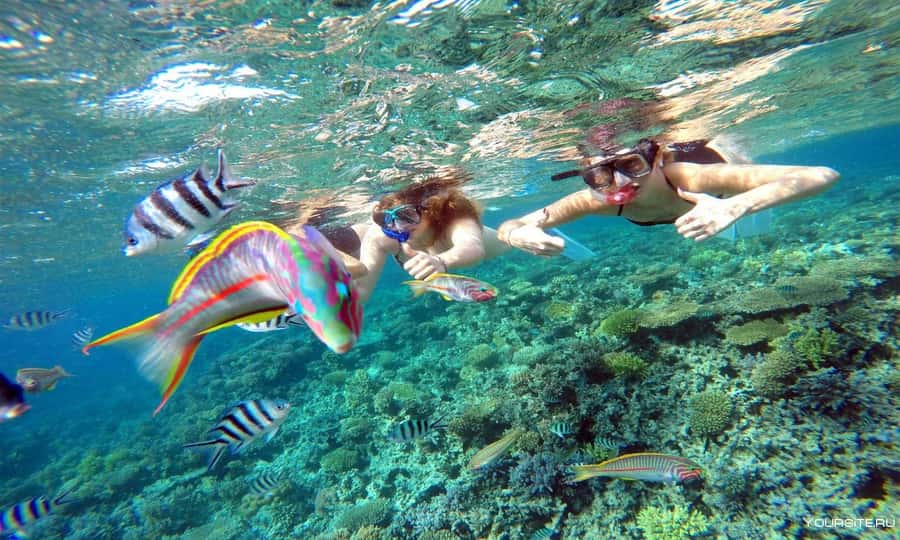 Hurghada: Day Snorkeling with Dolphins - Who will enjoy this day most