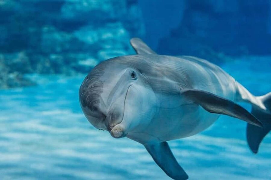 Hurghada: Dolphin & Coral Reef Snorkeling Tour with Lunch - Two reef stops with clear water and plenty of fish