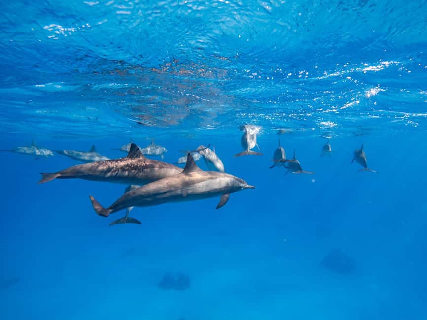 Hurghada: Dolphin & Coral Reef Snorkeling Tour with Lunch - Giftun Island and the extra time on shore